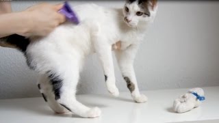 Funny Cat vs Furminator [upl. by Aihsotan]