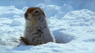 How an Arctic Squirrel Survives Winter  Wild Alaska  BBC Earth [upl. by Yniar]