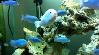 Aquário de Socolofis  Socolofi Aquarium  African Cichlids [upl. by Muryh]