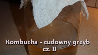 Kombucha Cudowny grzyb cz II [upl. by Halliday700]