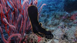 Pinnate Spadefish Juvenile Platax Pinnatus [upl. by Samuela778]