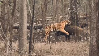 Incredible Encounter Tiger Captures Warthog [upl. by Llewej]