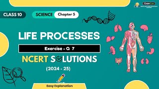 Class 10 Science Chapter 5  Exercise Q 7  Life Processes  Solution 202425 [upl. by Aliehc525]