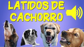 Latido de Cachorros de 10 Raças  Efeito Sonoro de Cachorro Latindo [upl. by Htieh]