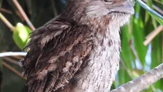 Tawny Frogmouth  call [upl. by Akemot678]