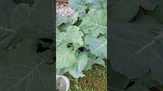 REAL PEST CONTROL THE BEST WAY TO GET RID OF GARDEN PESTS gardenshorts gardening [upl. by Naugan]