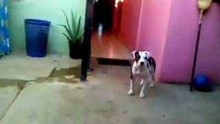 Perros ladrando perro pitbull ladrando [upl. by Hokanson129]