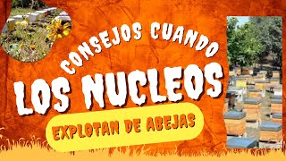 Los nucleos con reinas nuevas estan que explotan Hoy te comentamos los distintos manejos realizados [upl. by Lindholm452]