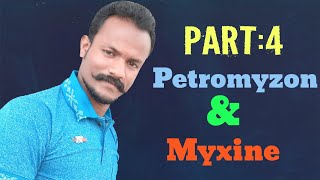 Petromyzon and Myxine  Part 4 Comparision By Anand sir [upl. by Shargel]