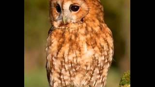 Tawny Owl Call [upl. by Gene]