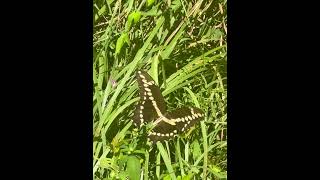 Swallowtail Butterfly [upl. by Alliw365]