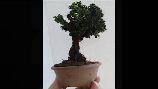 Bonsai Hinoki Cypress [upl. by Adnim189]