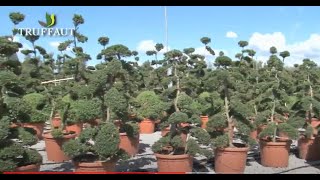 Visite de pépinière  Innocenti e Mangoni Piante à Florenceplantes méditerranéennes  Truffaut [upl. by Duaner]