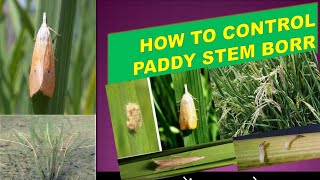 धान में तना छेदक का नियंत्रण कैसे करें How to control paddy stem borer [upl. by Litch663]