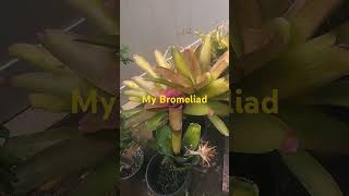 My BromeliadProfDavidJDelosReyes bromeliad shorts [upl. by Udall]