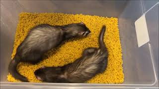 Ferrets in Macaroni Animal Videos 2023  Ferret Videos [upl. by Atikahc915]