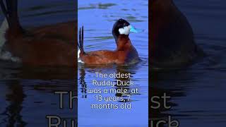 Ruddy Duck Courtship tapping Call [upl. by Ecirual]