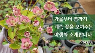 분홍물매화 이단피기복색용담 고산진달래이와우찌와 가을부터 봄까지 꽃을 쭈욱 보실 수 있어요수안정원 [upl. by Bellew]