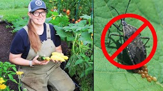 How to Prevent Squash Bugs Naturally [upl. by Elenahc]