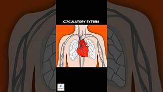 Circulatory System Short Overview [upl. by Bentlee943]