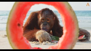 Animalia  The Orangutans enjoy a refreshing snack [upl. by Name]