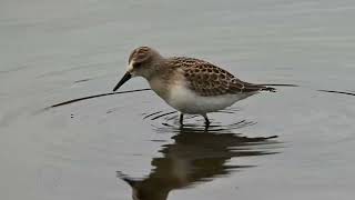 Semipalmated sandpiper on the hunt [upl. by Annahsor]