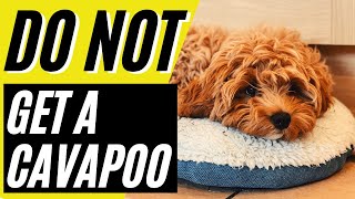 7 Reasons You SHOULD NOT Get a Cavapoo [upl. by Ahsinel]