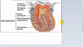 general anatomy 9  joints part 1by dr  sameh ghazy [upl. by Grenville381]