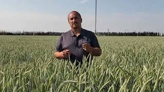 AAC Delight Spring Triticale Virtual Crop Tour [upl. by Amaryl]