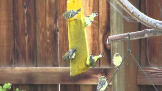 Birds feeding on Home Depot Nyjer Seed [upl. by Adnorrahs673]