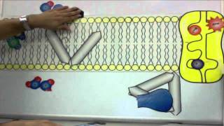 Cell Membrane Tutorial [upl. by Nodarse]