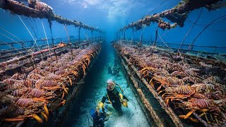 How European Fishermen Catch Millions of Lobsters in Deep Sea Traps and Make Millions of Dollars [upl. by Roxi850]