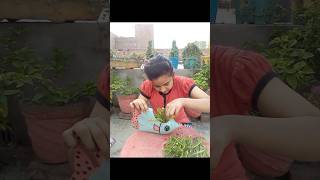 diy cute planters from waste bottle shorts diy trending viral [upl. by Haraj935]