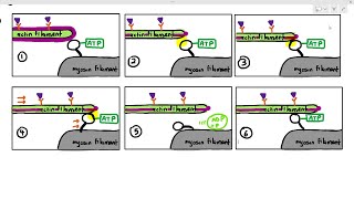 1519 Sliding Filament Theory Cambridge AS A Level Biology 9700 [upl. by Nivalc]