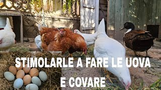 come STIMOLARE le GALLINE a FARE le UOVA e a COVARE [upl. by Erikson]