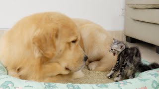 Kitten Attacks Golden Retriever But Says Shes Sorry [upl. by Schertz205]