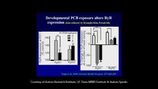 Environmental Risk Factors  P Lein PhD [upl. by Melisenda]