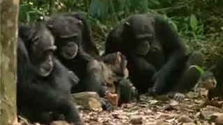 Chimpanzees Sophisticated Use of Tools  BBC Studios [upl. by Sucramad597]