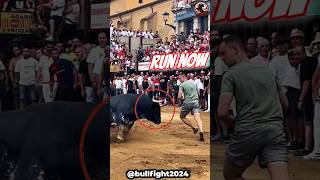 The INSANE FIESTA  Bullfight 2024 shorts bulls toros [upl. by Paynter]