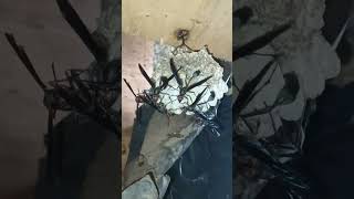 how my pet threadwaisted wasps protect larvae in nestaircraft rooster ibis birds chirp soundsviral [upl. by Neiht]