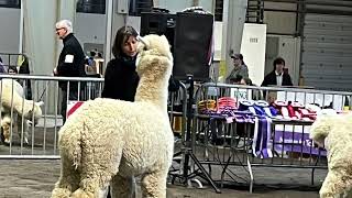 Granite State Alpacas NAAS alpaca show 2022 [upl. by Ettedualc932]