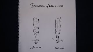 Dermatomes of Lower Limb Simplified in Bangla [upl. by Iline]