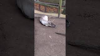 Reindeers at Chessington world London Nov2024 reindeer [upl. by Yenitsed]