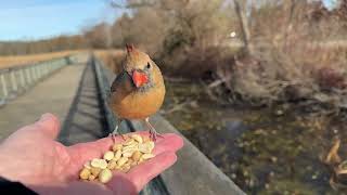 Handfeeding Birds in Slow Mo  Northern Cardinal [upl. by Ita]