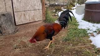 6 months old whitehackle stag [upl. by Longo]