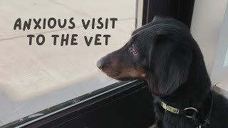 wiener dog dreads going to the vet  frazzled dachshund deserves a treat [upl. by Seiuqram]