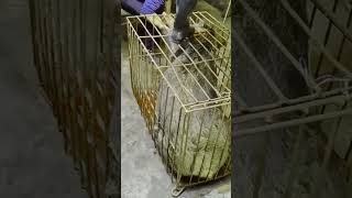 The best scene of Preparing the pig for food shortvideo [upl. by Rramaj]