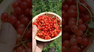 Harvesting my red currants currant gardening harvesting [upl. by Rois]