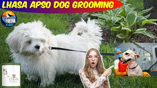 Lhasa apso dog grooming  Rocky  VetPro CLIP N CLEAN  Rudra Vlogs  Pet Grooming  Vlog12 [upl. by Giah490]