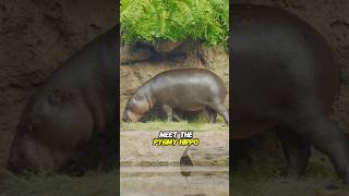 Meet the Adorable Pygmy Hippo facts shorts [upl. by Caesar48]